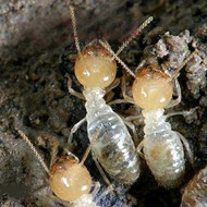 春季，請(qǐng)查查你家有沒(méi)有白蟻危害